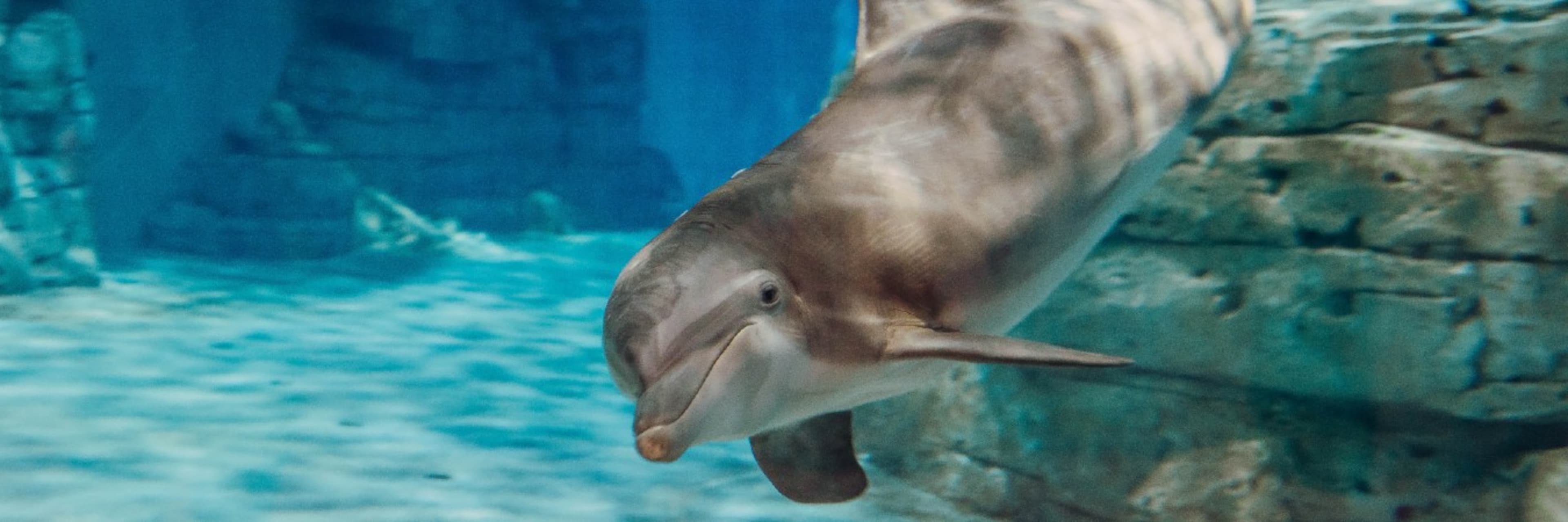 Clearwater Marine Aquarium Discount Tickets Go City®